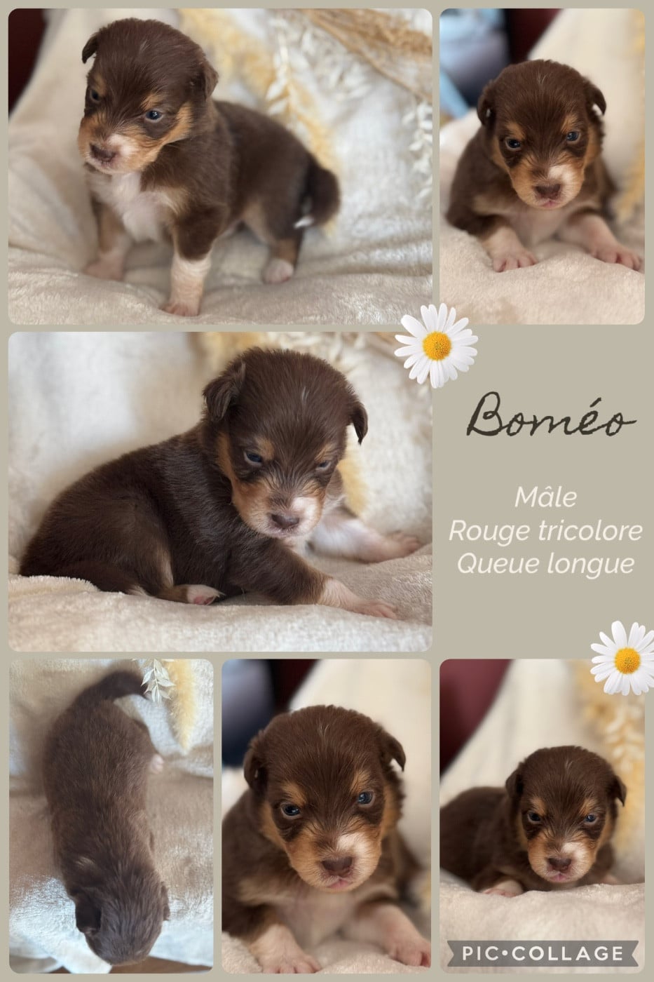 Boméo