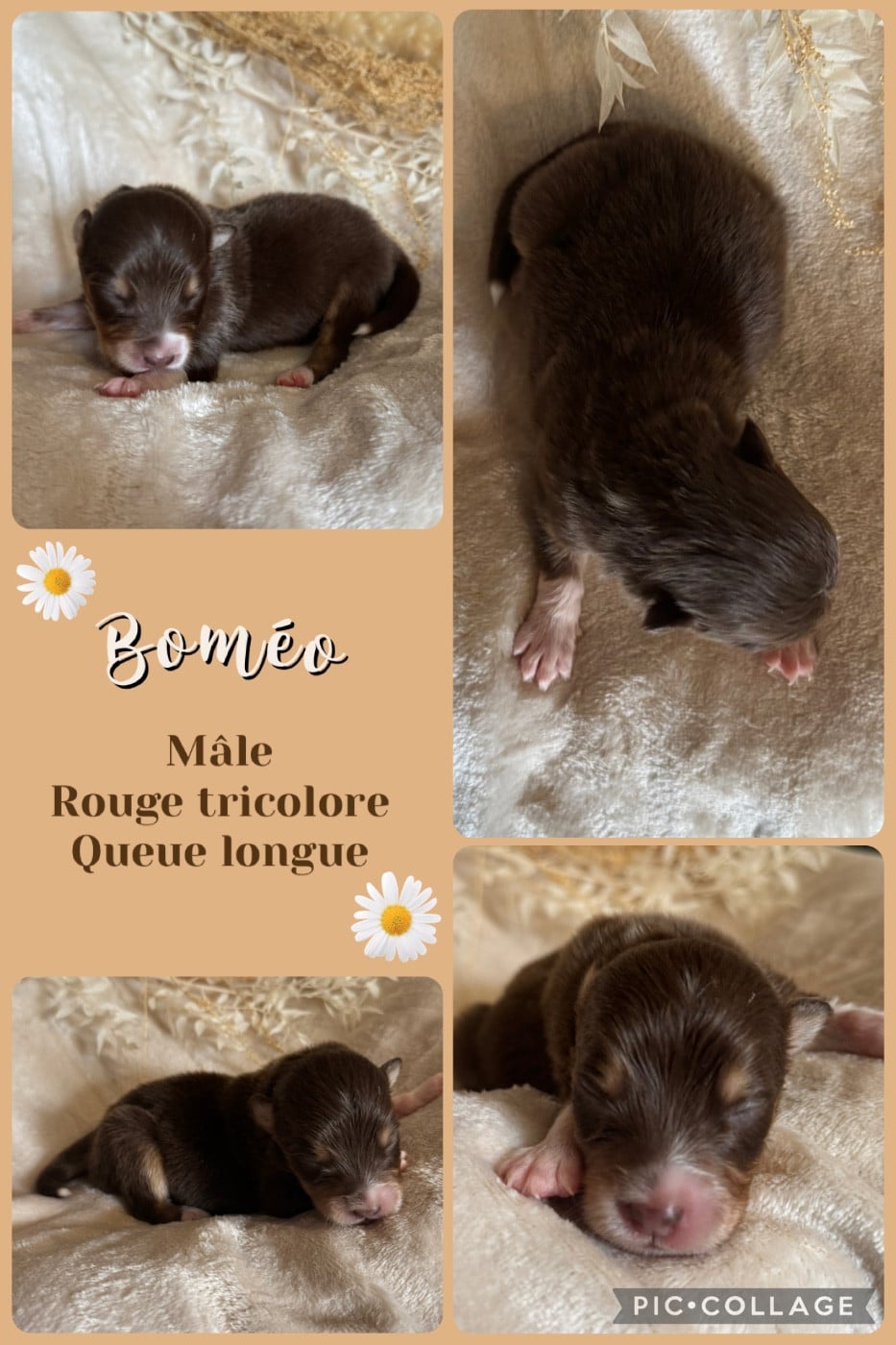 Boméo