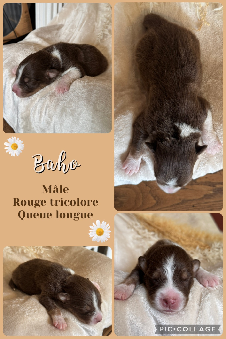 Baho