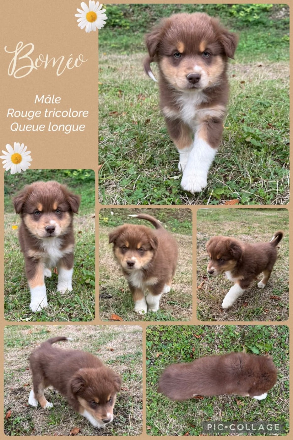 Boméo