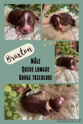 Les chiots de Berger Australien
