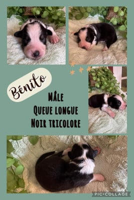 Les chiots de Berger Australien