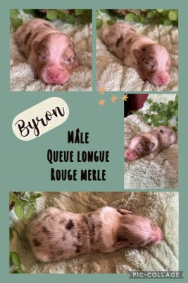 Les chiots de Berger Australien