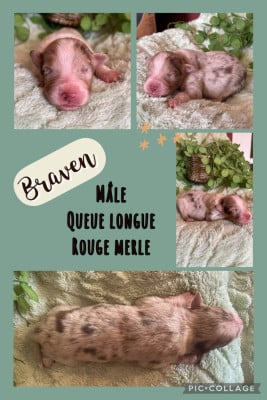 Les chiots de Berger Australien