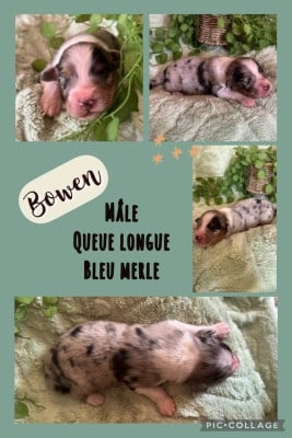 Les chiots de Berger Australien