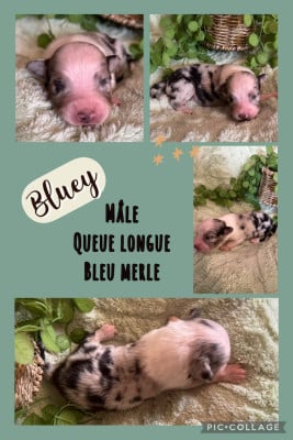 Les chiots de Berger Australien