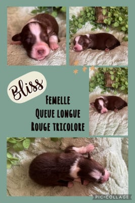 Les chiots de Berger Australien