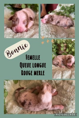 Les chiots de Berger Australien