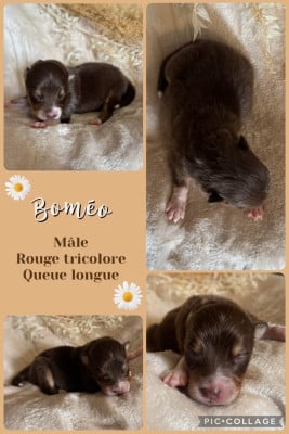 Les chiots de Berger Australien