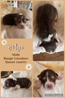 Les chiots de Berger Australien