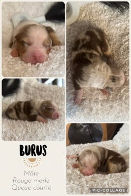 Les chiots de Berger Australien