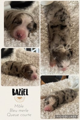 Les chiots de Berger Australien