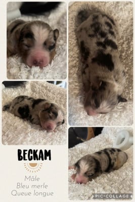 Les chiots de Berger Australien