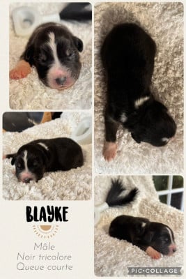 Les chiots de Berger Australien