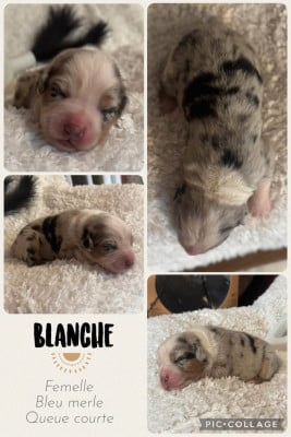 Les chiots de Berger Australien