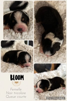 Les chiots de Berger Australien