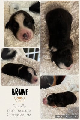 Les chiots de Berger Australien