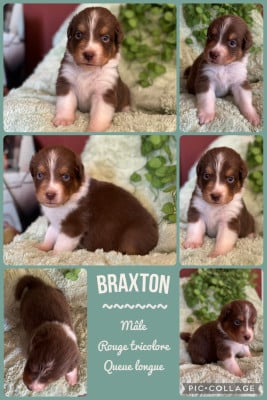 Les chiots de Berger Australien