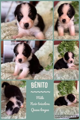 Les chiots de Berger Australien