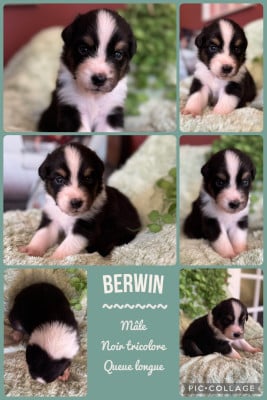 Les chiots de Berger Australien