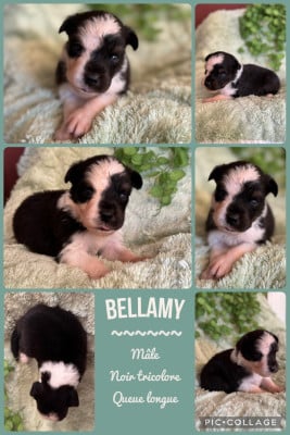 Les chiots de Berger Australien