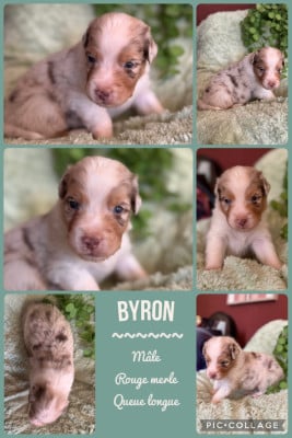 Les chiots de Berger Australien