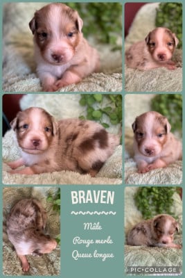 Les chiots de Berger Australien