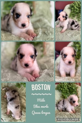Les chiots de Berger Australien