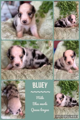 Les chiots de Berger Australien