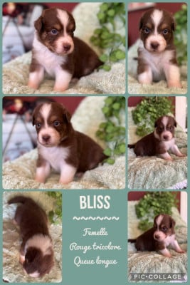 Les chiots de Berger Australien