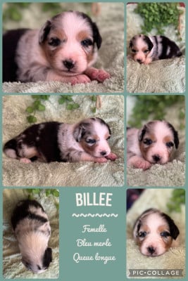 Les chiots de Berger Australien