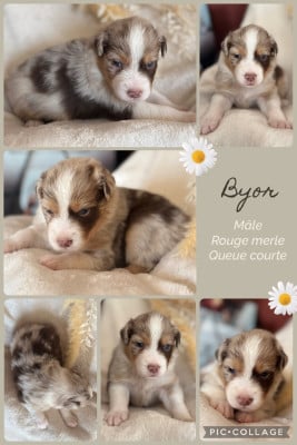 Les chiots de Berger Australien