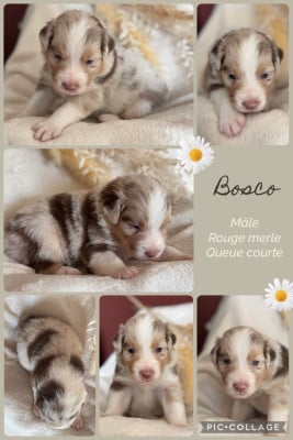 Les chiots de Berger Australien