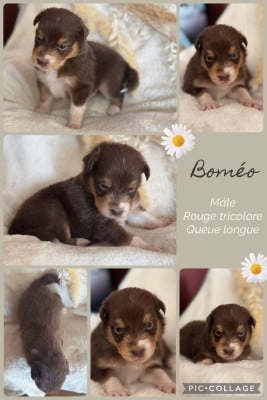 Les chiots de Berger Australien