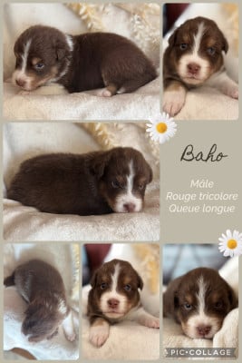 Les chiots de Berger Australien