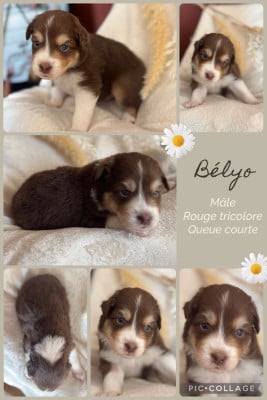 Les chiots de Berger Australien