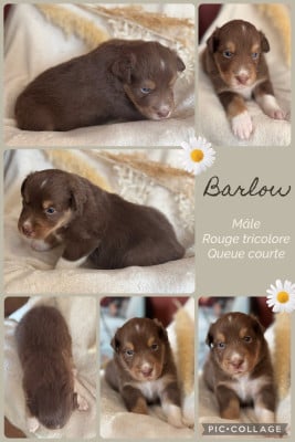 Les chiots de Berger Australien