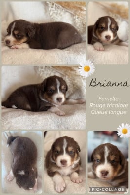 Les chiots de Berger Australien