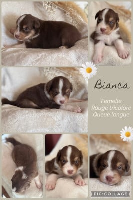 Les chiots de Berger Australien
