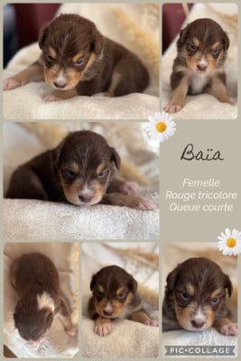 Les chiots de Berger Australien