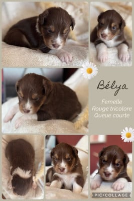 Les chiots de Berger Australien