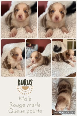 Les chiots de Berger Australien