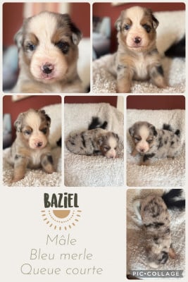 Les chiots de Berger Australien
