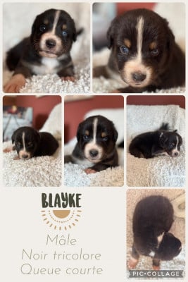 Les chiots de Berger Australien