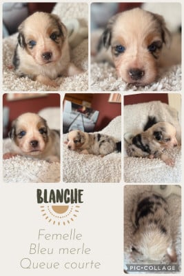 Les chiots de Berger Australien