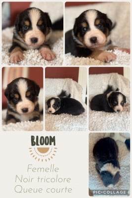 Les chiots de Berger Australien