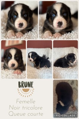 Les chiots de Berger Australien