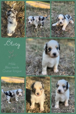 Les chiots de Berger Australien