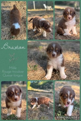 Les chiots de Berger Australien