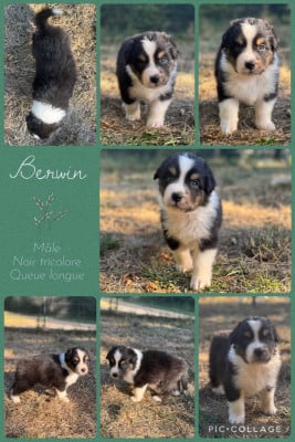 Les chiots de Berger Australien